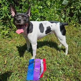 Chance - White and black female Rat Terrier puppy in Lynn, Alabama from Cryptic Rat Terriers