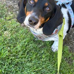 Lilo - Piebald female Dachshund puppy in Lincoln, California from ForeversEdge Doxies