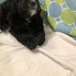 Havanese Puppies from Furever Fluffball Friends