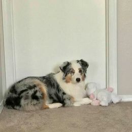 Australian Shepherd All Grown Up from Nina Scott's Australian Shepherds