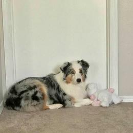 Australian Shepherd All Grown Up from Nina Scott's Australian Shepherds