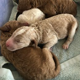 Poodle Puppies from Grand Valley Standard Poodles