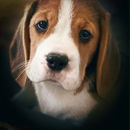 Beagle and German Shepherd Puppies from Synastry Beagles