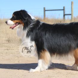 Willow - Australian Shepherd