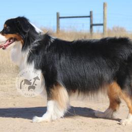 Willow - Australian Shepherd