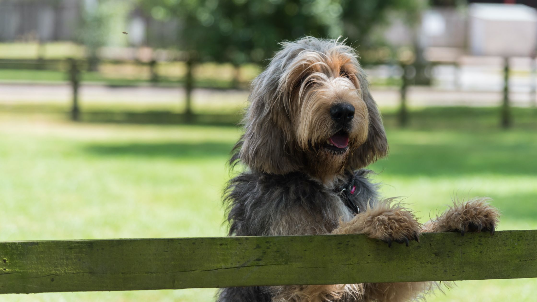 Crossroads otterhounds sales