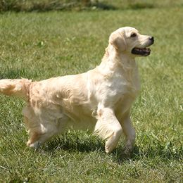 River - Golden Retriever