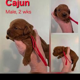 Cajun - Red male Cavapoo puppy in Syracuse, Utah from Just Doodling Dogs