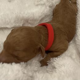 Ginger - Red  female Poodle puppy in Wilmington, Delaware from Imperial Poodles LLC
