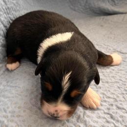 Jane Austen - Black tri-color female Australian Shepherd puppy in Lebanon, Oregon from Mt. Hope Aussies