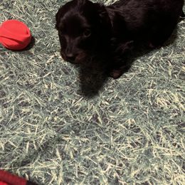 Dachshund Puppies from Crystals Little Doxies