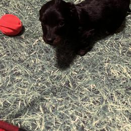 Dachshund Puppies from Crystals Little Doxies
