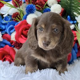 Dachshund Puppies from RRD