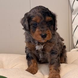 Aussiedoodles, Australian Mountain Doodles, and Double Doodles from Melrose Mountain Farm