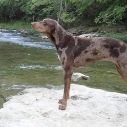 American Leopard Hounds, Bluetick Coonhounds, and German Shepherds from Haus Biery German Shepherds, Benchmark Blueticks & Leopard Hounds