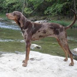 American Leopard Hounds, Bluetick Coonhounds, and German Shepherds from Haus Biery German Shepherds, Benchmark Blueticks & Leopard Hounds