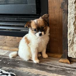 Mitzi's Boy 2 - White and sable male Papillon puppy in Shirley, Arkansas from Lucky Pups