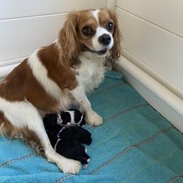 Cavapoo Puppies from Perfectly Playful Doodles