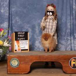 Pomeranian Puppies from Pursell Pomeranians