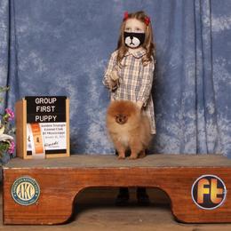 Pomeranian Puppies from Pursell Pomeranians