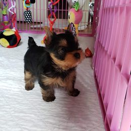 Yorkshire Terrier Puppies from LuvStruck Yorkies