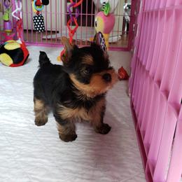 Yorkshire Terrier Puppies from LuvStruck Yorkies
