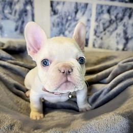 French Bulldog Puppies from Lilac City Frenchies