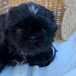 Ollie - Brindle male Shih Tzu puppy in Lakewood, California from GariTzu Kingdom