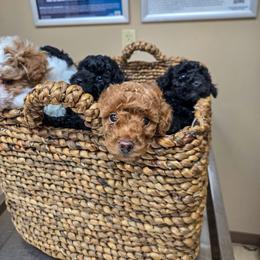 Poodle puppies from Little Land of Puppies