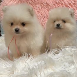 Assorted Doodle Crosses, Cavapoos, and Pomeranians from Firefly Puppies