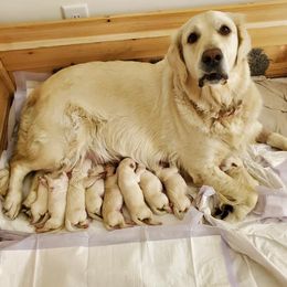 Golden Retriever Puppies from Ruth Norlington's Golden Retrievers