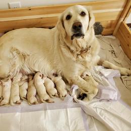 Golden Retriever Puppies from Ruth Norlington's Golden Retrievers