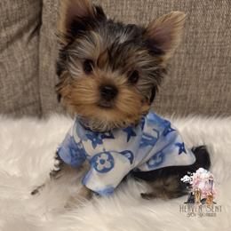 Yorkshire Terrier Puppies from Heaven_sent_toy_yorkies