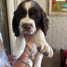 Red Collar - Liver and white male English Springer Spaniel puppy in Indianola, Mississippi from Rosebud Breeding