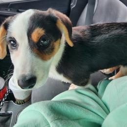 American Corgis, Cardigan Welsh Corgis, and Pembroke Welsh Corgis from Shadey Lane Corgis