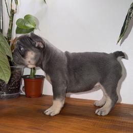 French Bulldog Puppies from Frenchies That