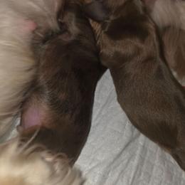 Moose - Red male Dachshund puppy in Port Charlotte, Florida from Belinda's little darlings dachshunds