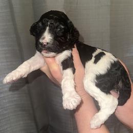 Asher - Parti male Poodle puppy in Prosperity, Pennsylvania from Stelladoodles & Company