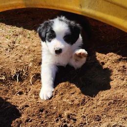 Dallas - Black and white English Shepherd puppy in Columbia, Connecticut from Tranquil Morning Farm