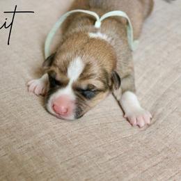 Biscuit - Red male Pembroke Welsh Corgi puppy in Stockton, Utah from BW Corgis