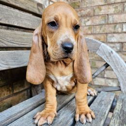 Honey - Red female Colombian Fino Hound puppy in Kingston, Tennessee from Fino Hounds USA