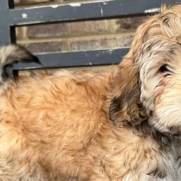 Australian Shepherds, Bernese Mountain Dogs, and Sheepadoodles from Simply Blessed Doodles