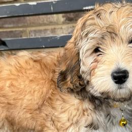 Australian Shepherds, Bernese Mountain Dogs, and Sheepadoodles from Simply Blessed Doodles