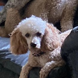 Toto - Poodle