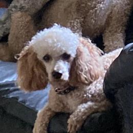Toto - Poodle