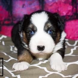 Moxy - Black tri female Miniature Australian Shepherd puppy in Akeley, Minnesota from Rustic Original Aussies