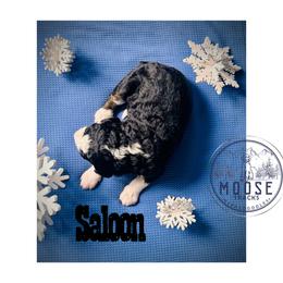 Saloon - Tri-color female Bernedoodle puppy in Belleville, Michigan from Moose Tracks Bernedoodles