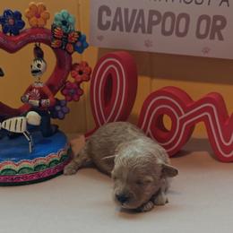 Judy - Apricot female Cavapoo puppy in Dallas, Texas from Halo's Heroes Doodles