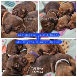 Dachshund Puppies from Wayward Home Dachshunds