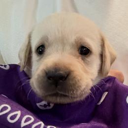 Purple - Yellow female Labrador Retriever puppy in Palm Beach County, Florida from Robin's Labrador Retrievers